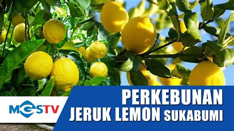 youtube kebun jeruk lemon